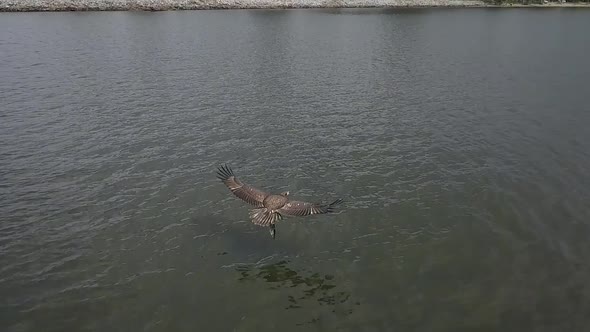 golden eagle flying with fish in talons aerial close up slow motion alt