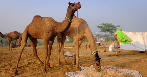 Camels at Pushkar Mela Camel Fair Festival in Field Eating Chewing at Sunrise. Pushkar, Rajasthan alt