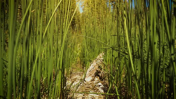 Sotcher Lake in the Ansel Adams Wilderness in California USA alt