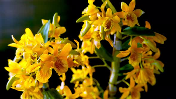 Beautiful Yellow and Orange Dendrobium Orchid on Black