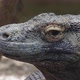 Komodo Dragon - VideoHive Item for Sale