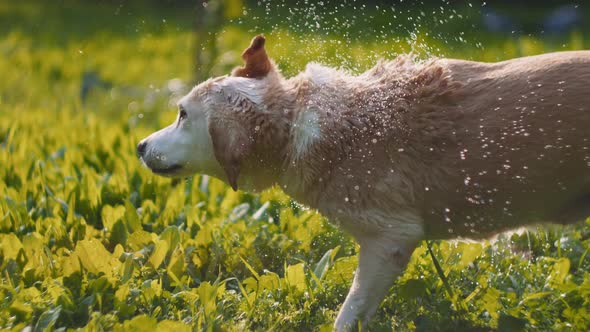 Adorable Beagle-Labrador mix dog shakes off water,after being washed,at sunset alt