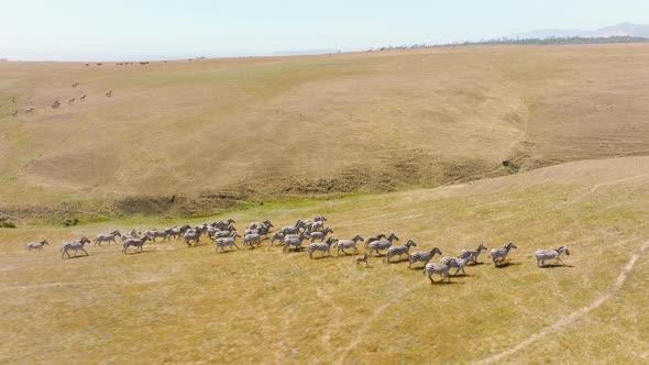 Aerial Drone Wild Zebras Herd Great Migration in African Savanna Serengeti Park alt