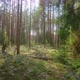 Spring pine forest and sun - VideoHive Item for Sale