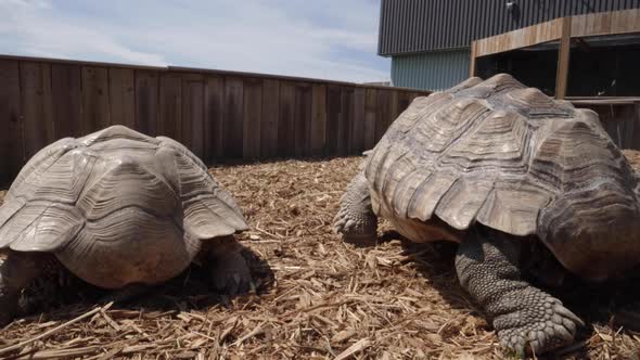 Rear plating on an african tortoise alt