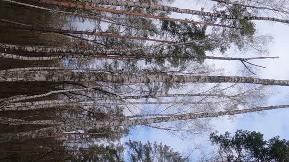 Vertical Video of the Birch Forest with Birches in the Afternoon alt