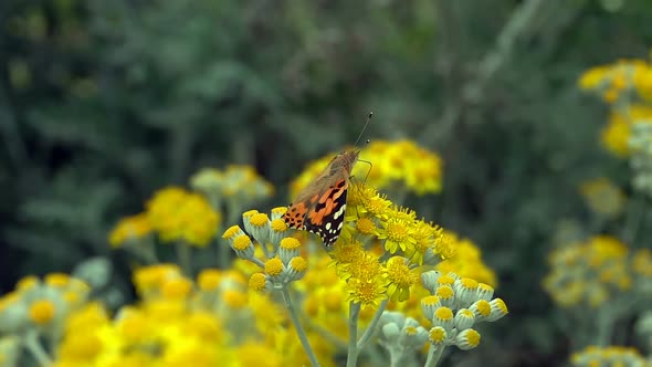 Butterfly Named Vanessa Cardui On Yellow Flowers 2 alt