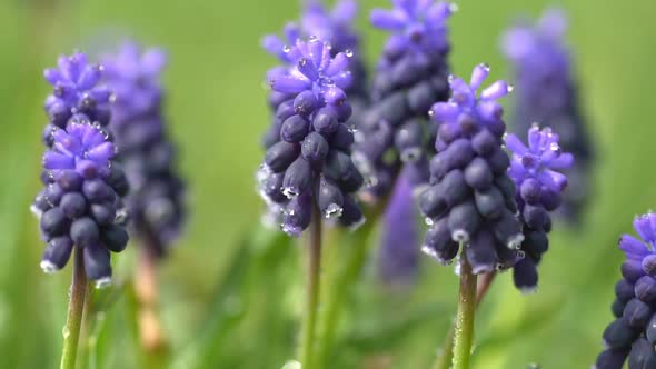 Hyacinth Flowers in Dew Drops on a Background of Green Grass alt