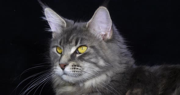 Blue Blotched Tabby Maine Coon Domestic Cat, Portrait of Female against Black Background alt
