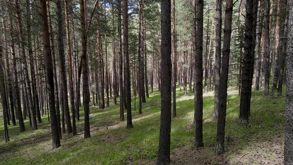 Yellow Pine Forests alt