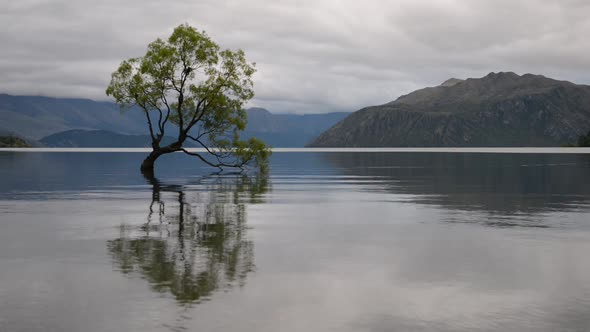 The Most Famous New Zealand Tree - Wanaka Tree - in a Cloudy Day