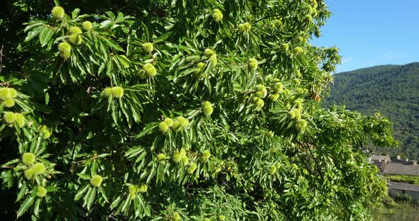 Chestnut tree, Saint Martin de Lansuscle, The Cevennes National park, Lozere department, France alt