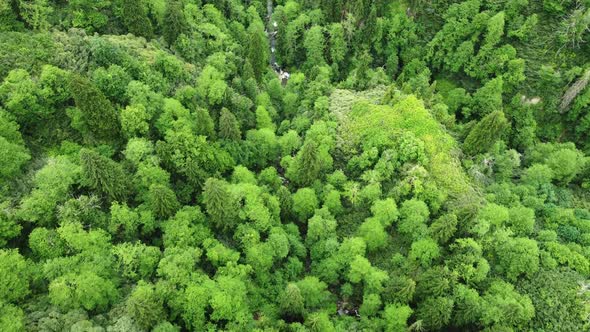 Beautiful Green Forest in Summer Season Nature Aerial Landscape alt