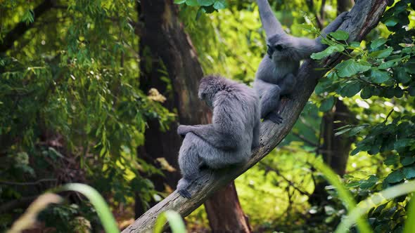 Silvery Gibbons on a Tree Branch alt