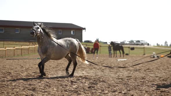 Young Female Equestrian with Long Hair Sits on Grey Horse During Training alt