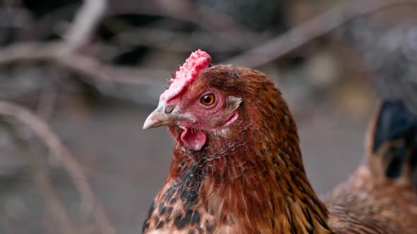 Closeup of a Brown Colored Chicken Head with a Short Comb Blinking in Slow Motion alt