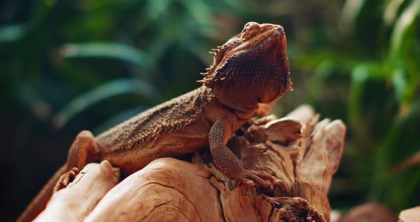 Bearded dragon, also known as Pogona, sitting on a tree branch. alt
