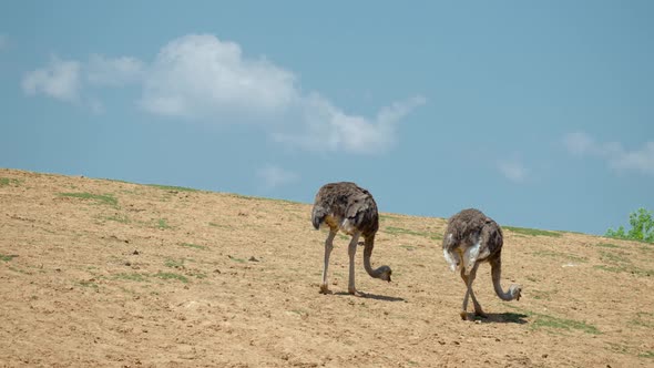 Two Ostriches Foraging Grass Seeds On A Hillside Under The Sun In Anseong Farmland, Gyeonggi-do, Sou alt