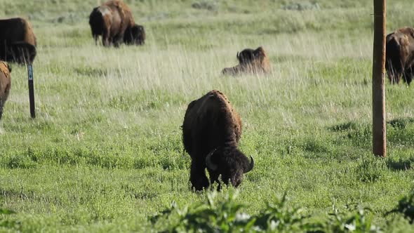 American Bison grazing - Badlands National Park - South Dakota. alt