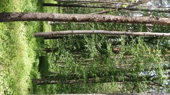 Vertical Video Aerial View Inside a Green Forest with Trees in Summer alt