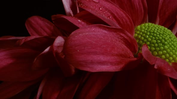Vibrant red Chrysanthemum bouquet studio macro with black backdrop 4k rotating in slow motion alt