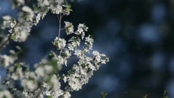 Tree Branches With Lots Of Small White Flowers Inflorescences In Early Spring