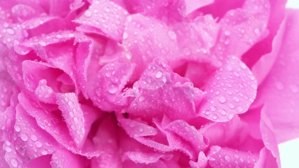 Rotating Wet Pink Peony Petals with Drops of Water Closeup Background of Pink Flower Petals Top View
