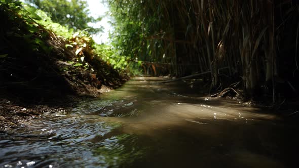 Stream with Water Running in Summer Dark Green Forest