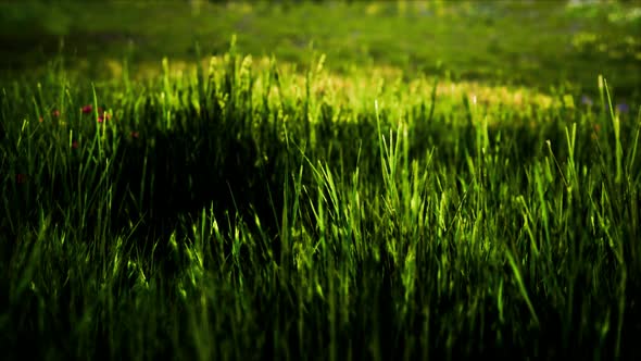 Field with Green Grass and Wild Flowers at Sunset alt