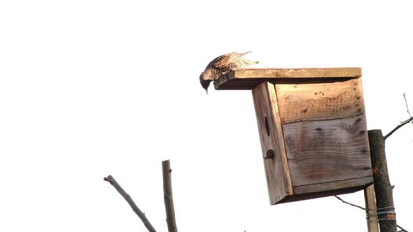 Singing Starling on Branch