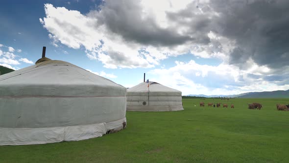 Real Authentic Mongolian Tents Next Animals alt