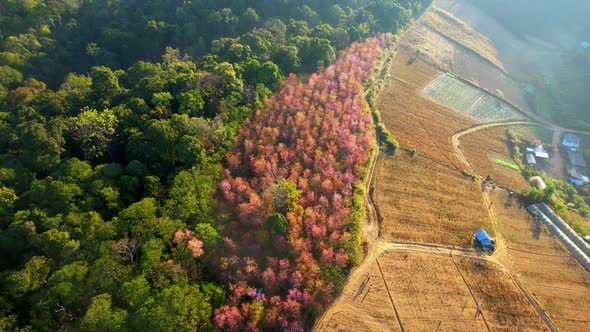 Aerial view of the village on the hill, Wild Himalayan Cherry (Prunus cerasoides) tree alt