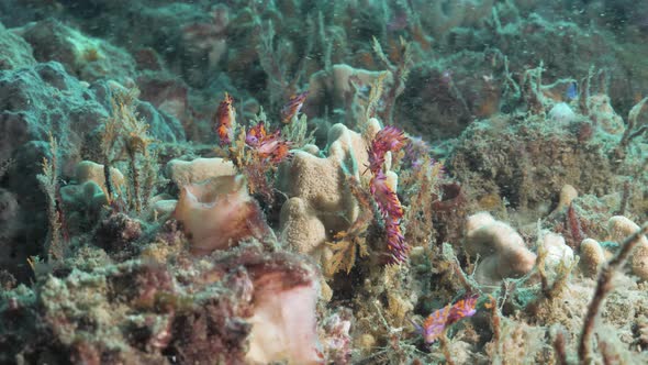 Multiple vibrant pink and purple sea creatures called Nudibranchs on a coral reef. Underwater view alt