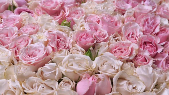 Thriving of Full Bloom Flowerscape Floral Visual of Live Flowers Roses Background alt