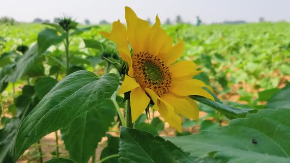 Single yellow Sunflower growing along with green leaves and gently blowing in wind