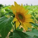 Single yellow Sunflower growing along with green leaves and gently blowing in wind - VideoHive Item for Sale