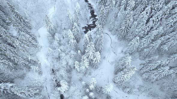 Flying Above Dark River Floating in Winter Forest