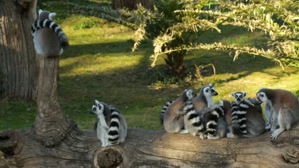 Group of lemurs sitting on fallen tree