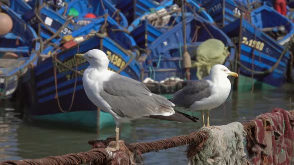 Fishing Boats in Port of Essaouira and Seagulls alt