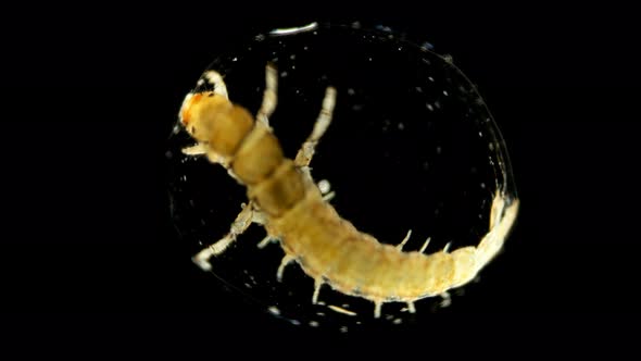 Trichoptera Larvae Campodeoid Under the Microscope alt