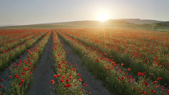 Field of Poppies at Sunse