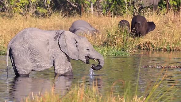 Adolescent African Bush Elephant with partially amputated trunk drinks alt