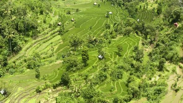 Panning Over Rice Terraces