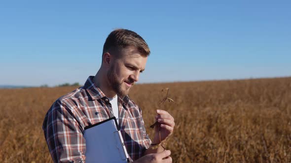A Farmer or Agronomist Examines the Stem of a Mature Plant in the Middle of a Soybean Field and alt