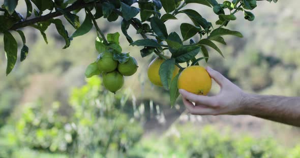 Hand Picking an Orange Bergamot in Calabria Countryside alt