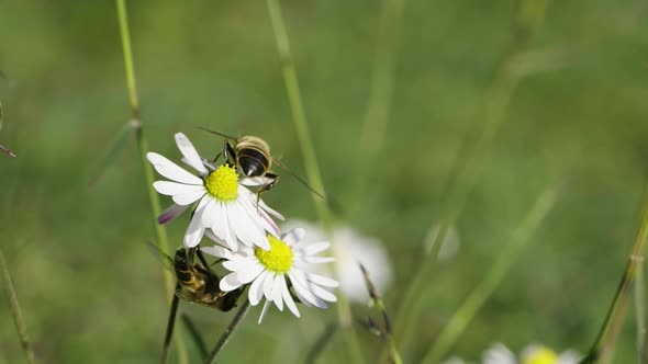 Bee on a Daisy Flower