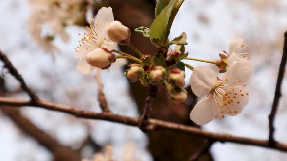 White pink cherry blossom flowers closeup sunset