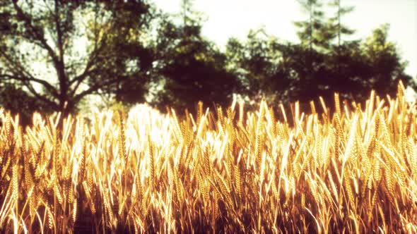 Scene of Sunset or Sunrise on the Field with Young Rye or Wheat in the Summer alt