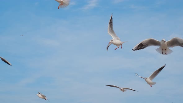 Seagulls and Albatrosses Soar in the Sky in Slow Motion and Scream Close Up Video of the Flying alt