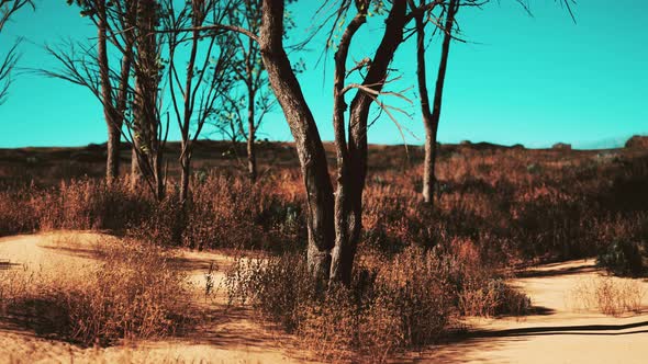 Natural Area with a Tree Grasses and Bare Sand alt